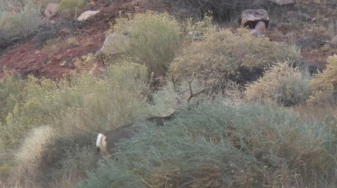 4x4 Mule Deer Buck Walking in Sage Brush Habitat Stock Footage 48834554