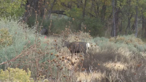 4x4 Mule Deer Buck Walking in Sagebrush Habitat Stock Footage 48889184