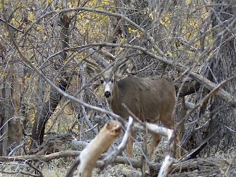 4x4 Mule Deer Buck Walks in Riparian Habitat &amp; Feeds Stock Footage 73530457