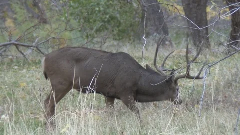 4x4 Typical Mule Deer buck feeds in riparian habitat Stock Footage 73551705