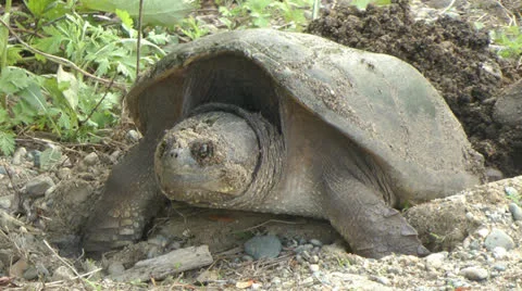5-29-11snapper Video stock 23422145