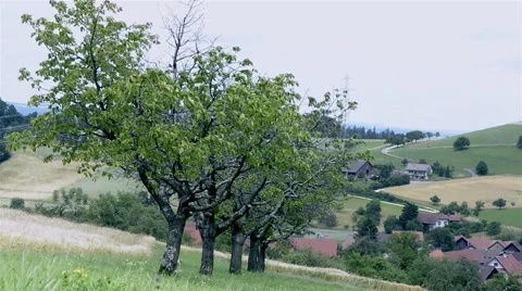 5 Baeume.mp4 Stock Footage 51556084