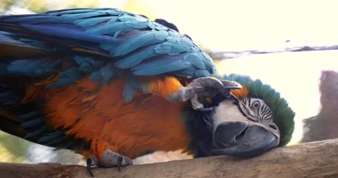 5 a beautiful large macaw parrot with blue-orange feathers and a large sharp Stock Footage 189801165