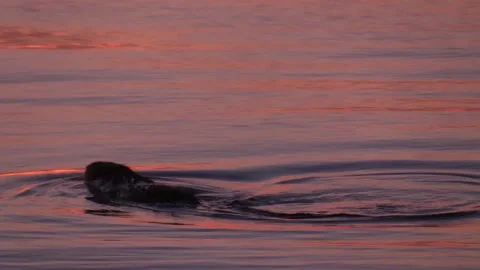5. Beaver floats at sunrise Stock Footage 133434643
