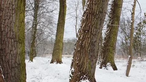 5 the beginning of winter, snow is falling, trees in the snow Stock Footage 267405958