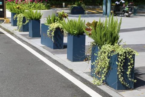 5 blue square planters with different types of plants in them, sitting on t.. Stock Photos