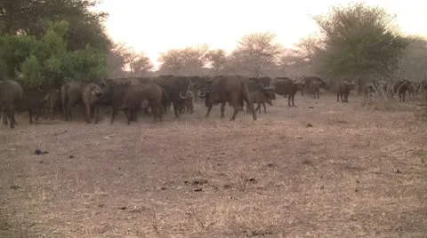 5. Bufalo herd at sunset Stock Footage 10610125