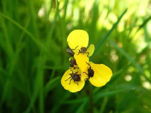 5 bugs on the yellow flower 스톡 사진