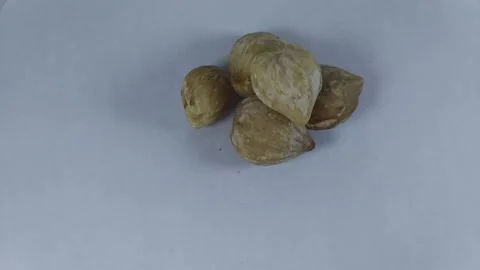 5 candlenut from the top Stock Footage 329623503