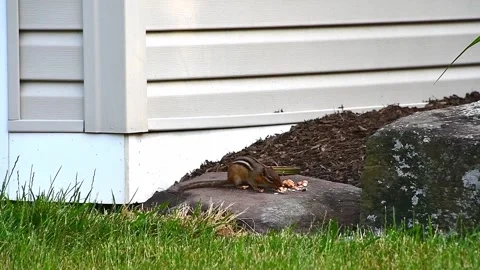 5 Chipmunk eating and stuffing its cheeks Stock Footage 243384857