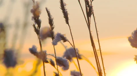5 clips of Frozen plants 2/5 Stock Footage
