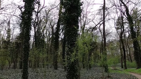 5 cloudy forest Stock Footage 308593492