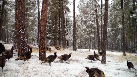 5 Competing Wild Turkey Gobblers and Excited Turkey sounds Stock Footage 128325475