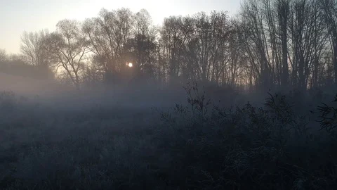 5 dawn of deep autumn. almost spring. Hoarfrost and fog in the forest Stock Footage 115690920