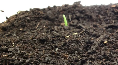 5 day TIME LAPSE : wheat seed germination Stock Footage 59932445