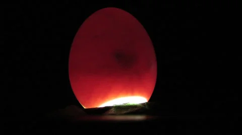 5 days old chicken egg being candled with a torch lamp 動画素材 36016338