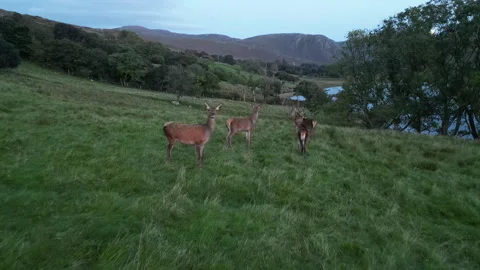 5 deer grazing Stock Footage 252201206