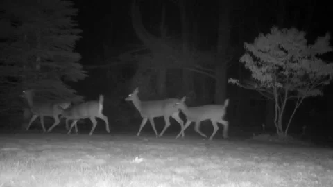 5 deer running Stock Footage 166232867