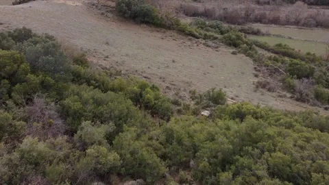 5 deers running at fields Stock Footage 170475366