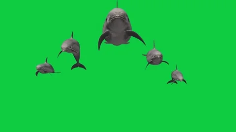 5 Dolphin Front View Camera Attack Animation Pack – Green Screen Overlay Stock Footage 337908844