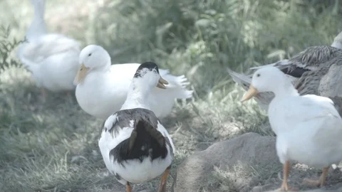 5 DUCKS IN A GARDEN PADDLING DUCKS GROUP IN SLOW MOTION Stock Footage 100774471