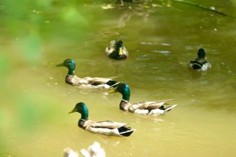 5 Ducks in a pond Foto stock