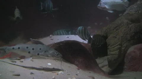 5. fish underwater Stock Footage 5553345