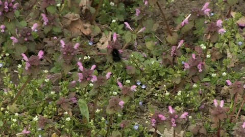 5-flowers, bumblebee 库存影片 126433178