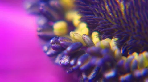 5 - Flowers Stock Footage 105441