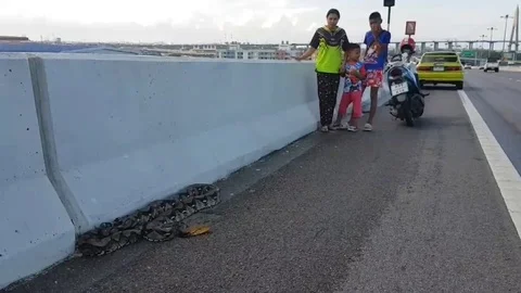 5-foot-long python causes traffic chaos on motorway Stock Footage 106306380