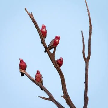 5 Galahs on dead tree Foto stock