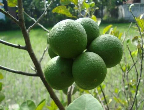5 lemon  Stock Photos