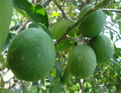 5 lemon  Stock Photos