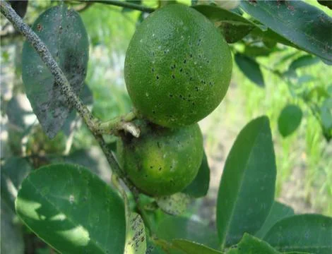 5 lemon  스톡 사진