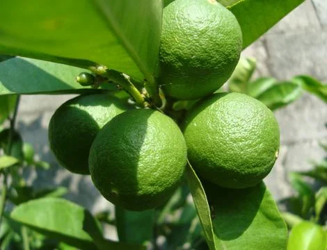 5 lemon  Stock Photos