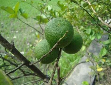 5 lemon  스톡 사진