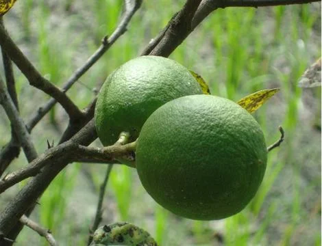 5 lemon  Stock Photos