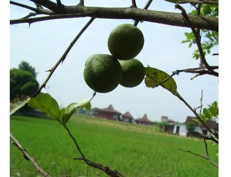 5 lemon  Stock Photos
