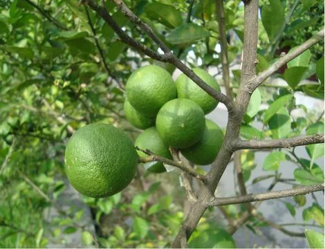 5 lemon  스톡 사진