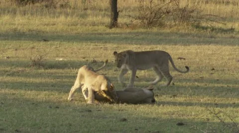 5 Lions playing on grass Stock Footage 12653323
