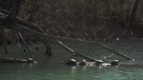 5 Little Turtles Stockbeeldmateriaal 170954273