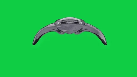 5 Manta Ray Front View Camera Pass Animation Pack – Green Screen Overlay Stock Footage 338196717