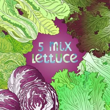 5-mix lettuce Stock Illustration