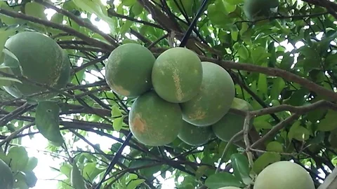5 old and big pomelo fruit hanging on the tree Video stock 121556837