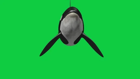 5 Orca Front View Camera Attack Animation – Solo, Calf, Trio, Green Screen Stock Footage 337969740