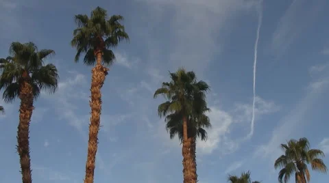5 Palm Tree Time Lapse Palm Desert California Stock-Footage 43440670