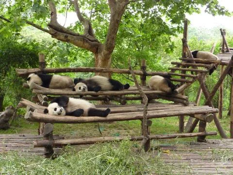 5 Pandas Sleeping Stock Photos