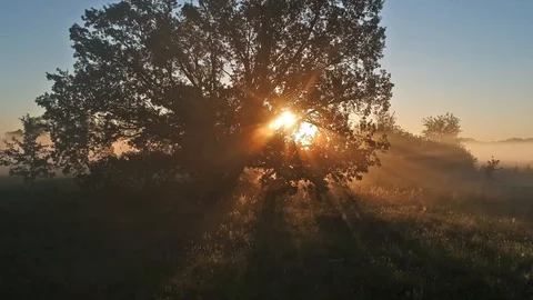 5 The rays of the sun became tangled in the branches and morning fog. Drone b Video stock 114351394