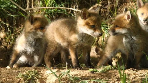 5 Red fox cubs locking out of den first time, wildlife - vulpes vulpes - Stock Footage 112818010