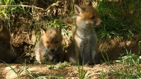 5 Red fox cubs locking out of den first time, wildlife - vulpes vulpes - Stock Footage 112818245